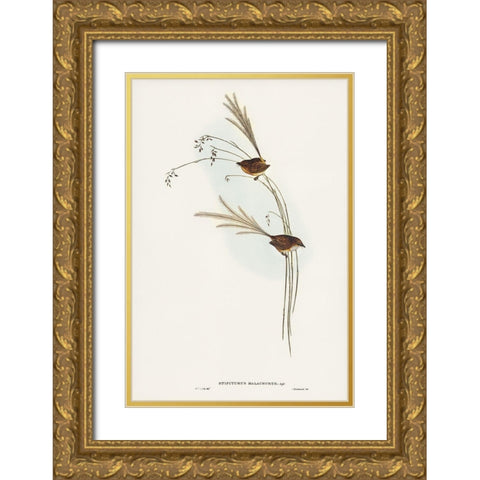 Emu Wren-tipiturus malachurus Gold Ornate Wood Framed Art Print with Double Matting by Gould, John