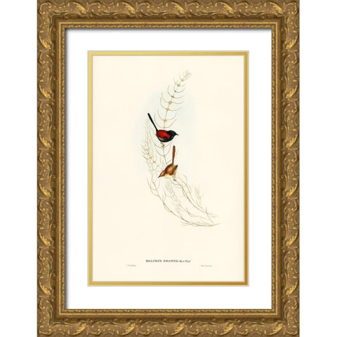 Brownâ€™s Wren-alurus Brownii Gold Ornate Wood Framed Art Print with Double Matting by Gould, John