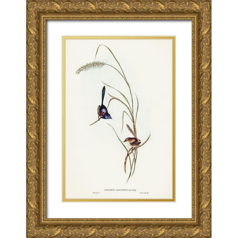 Lamberts Wren-Malurus Lamberti Gold Ornate Wood Framed Art Print with Double Matting by Gould, John