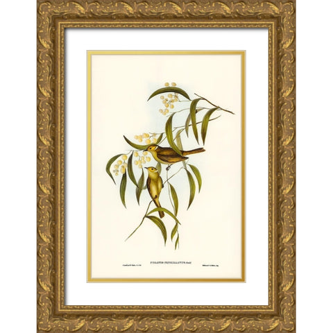 White-plumed Honey-eater-Ptilotis penicillatus Gold Ornate Wood Framed Art Print with Double Matting by Gould, John