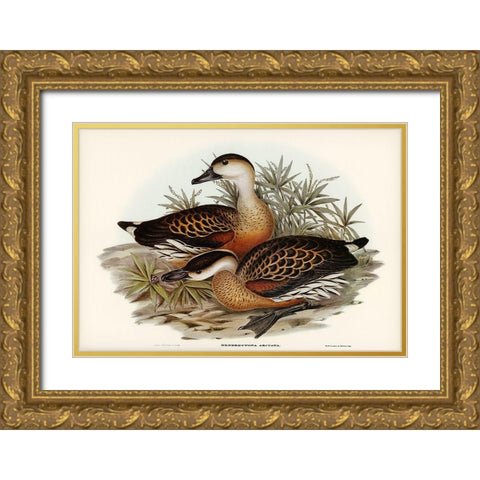Whistling Duck-Dendrocygna arcuata Gold Ornate Wood Framed Art Print with Double Matting by Gould, John