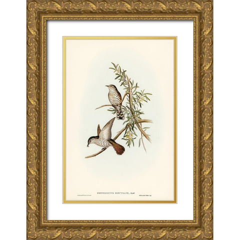 Little Cuckoo-Chrysococcyx minutillus Gold Ornate Wood Framed Art Print with Double Matting by Gould, John