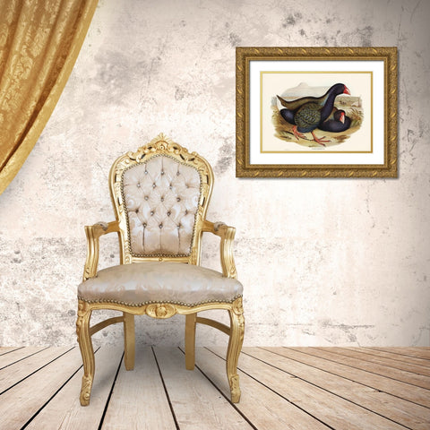 Notornis-Notornix Mantelli Gold Ornate Wood Framed Art Print with Double Matting by Gould, John