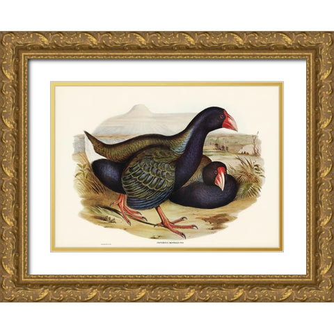 Notornis-Notornix Mantelli Gold Ornate Wood Framed Art Print with Double Matting by Gould, John