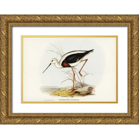 Banded Stilt-Chladorhynchus pectoralis Gold Ornate Wood Framed Art Print with Double Matting by Gould, John