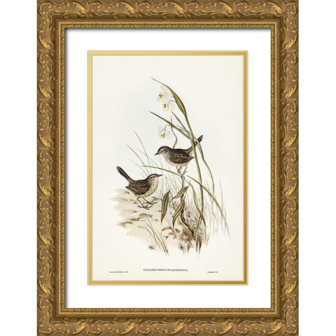 Striated Reed Lark-alamanthus fuliginosus Gold Ornate Wood Framed Art Print with Double Matting by Gould, John