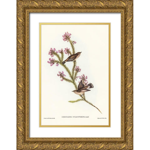 Western Gerygone-Gerygone culicivorus Gold Ornate Wood Framed Art Print with Double Matting by Gould, John
