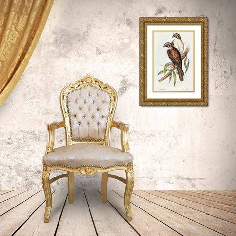 Western Brown Hawk-Ieracidea occidentalis Gold Ornate Wood Framed Art Print with Double Matting by Gould, John