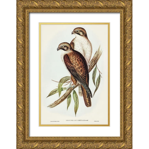 Western Brown Hawk-Ieracidea occidentalis Gold Ornate Wood Framed Art Print with Double Matting by Gould, John