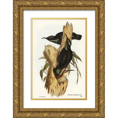 Rifle Bird-Ptiloris paradiseus Gold Ornate Wood Framed Art Print with Double Matting by Gould, John