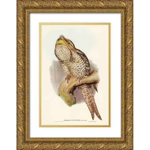 Papuan Podargus-Podargus Papuensis Gold Ornate Wood Framed Art Print with Double Matting by Gould, John