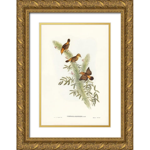 Rufous-headed Warbler-Cysticola ruficeps Gold Ornate Wood Framed Art Print with Double Matting by Gould, John