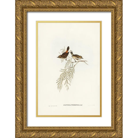 Red-rumped Acanthiza-Acanthiza pyrrhopygia Gold Ornate Wood Framed Art Print with Double Matting by Gould, John