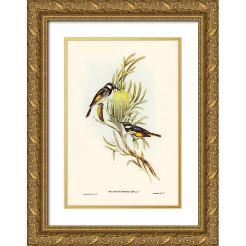 Moustached Honey-eater-Meliphaga mystacalis Gold Ornate Wood Framed Art Print with Double Matting by Gould, John