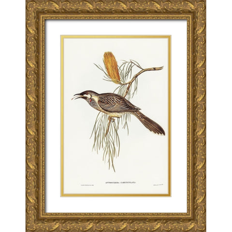 Wattled Honey-eater-Anthochaera carunculata Gold Ornate Wood Framed Art Print with Double Matting by Gould, John