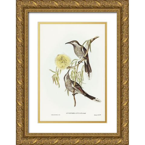Lunulated Wattle Bird-Anthochaera lunulata Gold Ornate Wood Framed Art Print with Double Matting by Gould, John
