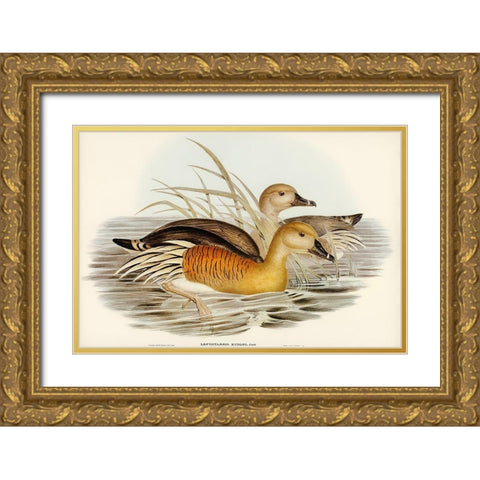 Eytons Duck-Leptotarsis Eytoni Gold Ornate Wood Framed Art Print with Double Matting by Gould, John