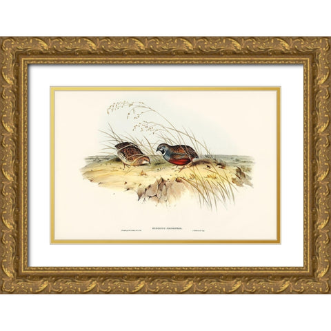 Chinese Quail-Synoicus Chinensis Gold Ornate Wood Framed Art Print with Double Matting by Gould, John