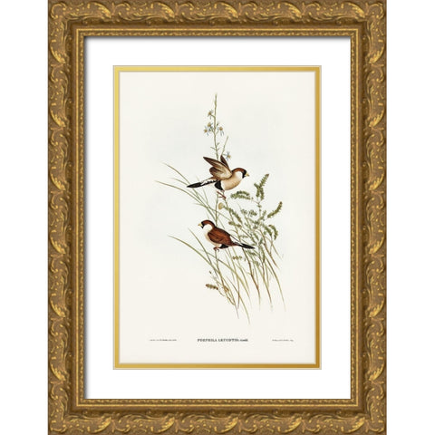 White-eared Grass Finch-Poephila leucotis Gold Ornate Wood Framed Art Print with Double Matting by Gould, John