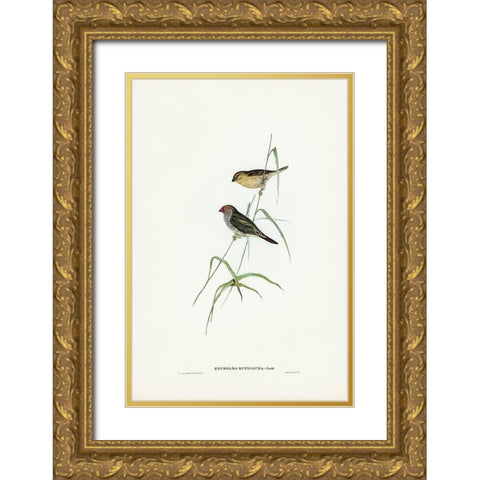 Red-tailed Finch-Estrelda ruficauda Gold Ornate Wood Framed Art Print with Double Matting by Gould, John