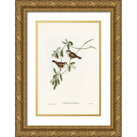 White-faced Xerophila-Xerophila leucopsis Gold Ornate Wood Framed Art Print with Double Matting by Gould, John