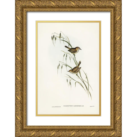 Field Reed Lark-Calamanthus campestris Gold Ornate Wood Framed Art Print with Double Matting by Gould, John
