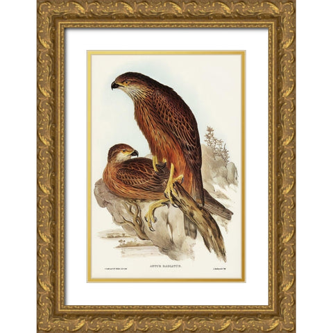 Radiated Goshawk-Astur radintus Gold Ornate Wood Framed Art Print with Double Matting by Gould, John
