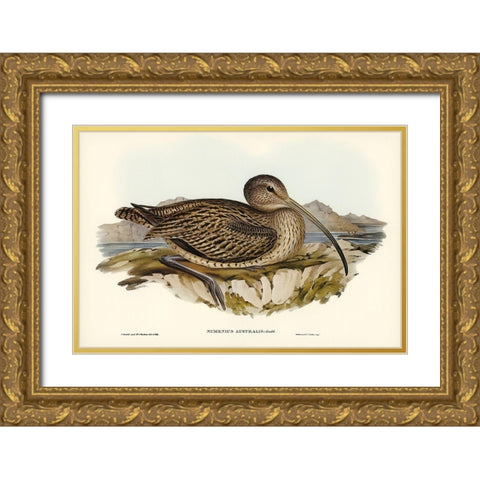Australian Curlew-Numenius Australis Gold Ornate Wood Framed Art Print with Double Matting by Gould, John