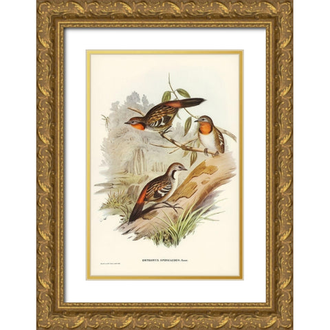 Spine-tailed Orthonyx-Orthonyx spinicaudus Gold Ornate Wood Framed Art Print with Double Matting by Gould, John