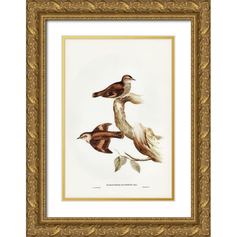 Brown Tree-Creeper-Climacteris scandens Gold Ornate Wood Framed Art Print with Double Matting by Gould, John