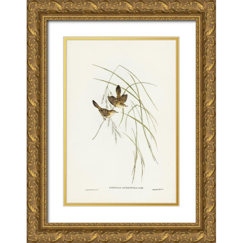 Lineated Warbler-Cysticola lineocapilla Gold Ornate Wood Framed Art Print with Double Matting by Gould, John