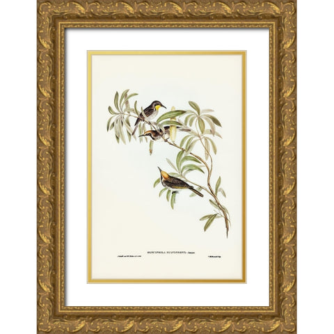 Fulvous-fronted Honey-eater-Glyciphila fulvifrons Gold Ornate Wood Framed Art Print with Double Matting by Gould, John