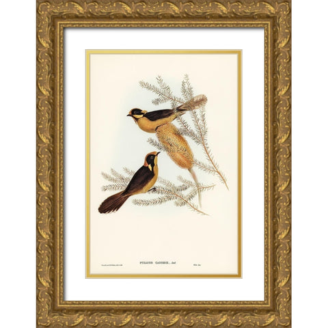 Helmeted Honey-eater-Ptilotis cassidix Gold Ornate Wood Framed Art Print with Double Matting by Gould, John