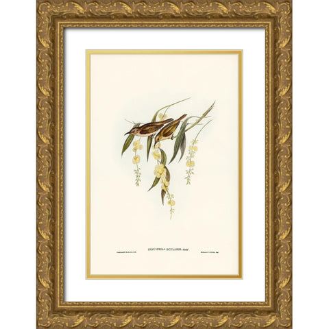 Brown Honey-eater-Glyciphila ocularis Gold Ornate Wood Framed Art Print with Double Matting by Gould, John