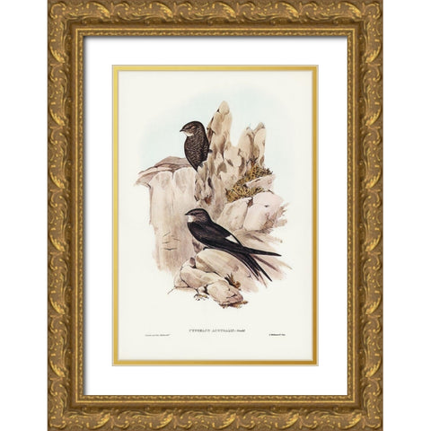 Australian Swift-Cypselus Australis Gold Ornate Wood Framed Art Print with Double Matting by Gould, John
