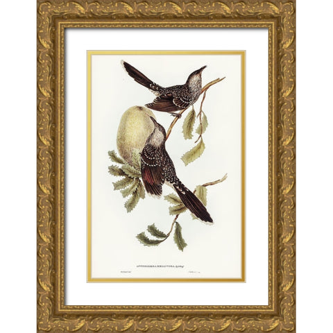 Brush Wattle Bird-Anthochaera mellivora Gold Ornate Wood Framed Art Print with Double Matting by Gould, John