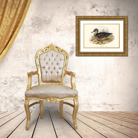 Freckled Duck-Anus naevosa Gold Ornate Wood Framed Art Print with Double Matting by Gould, John