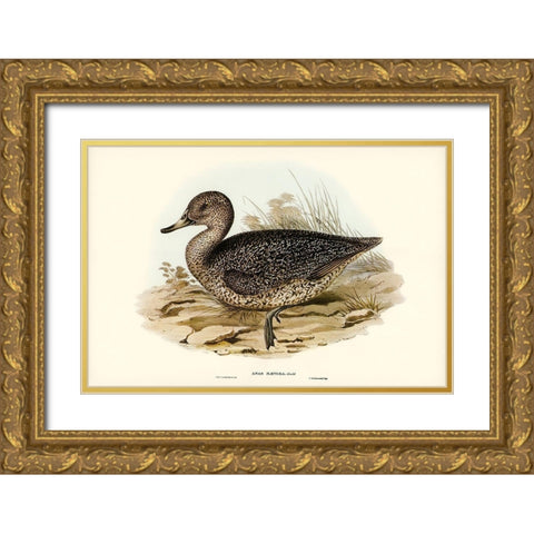 Freckled Duck-Anus naevosa Gold Ornate Wood Framed Art Print with Double Matting by Gould, John