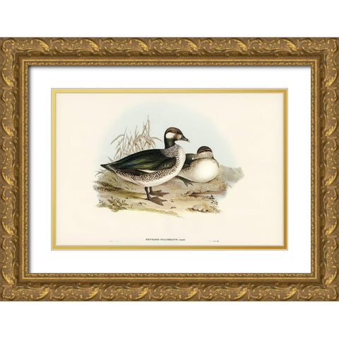 Beautiful Pygmy Goose-Nettapus pulchellus Gold Ornate Wood Framed Art Print with Double Matting by Gould, John