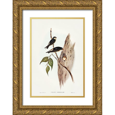 Tree Martin-Collocalia arborea Gold Ornate Wood Framed Art Print with Double Matting by Gould, John