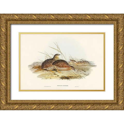 Australian Partridge-Synoicus Australis Gold Ornate Wood Framed Art Print with Double Matting by Gould, John