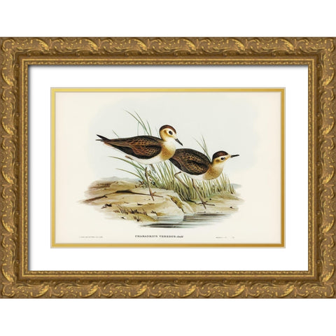 Brown Plover-Charadrius veredus Gold Ornate Wood Framed Art Print with Double Matting by Gould, John