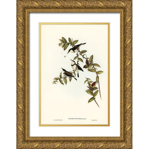 Banded Honey-eater-Myzomela pectoralis Gold Ornate Wood Framed Art Print with Double Matting by Gould, John