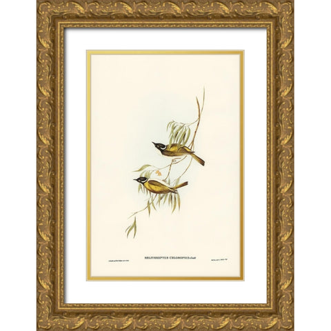Swan River Honey-eater-Melithreptus chloropsis Gold Ornate Wood Framed Art Print with Double Matting by Gould, John