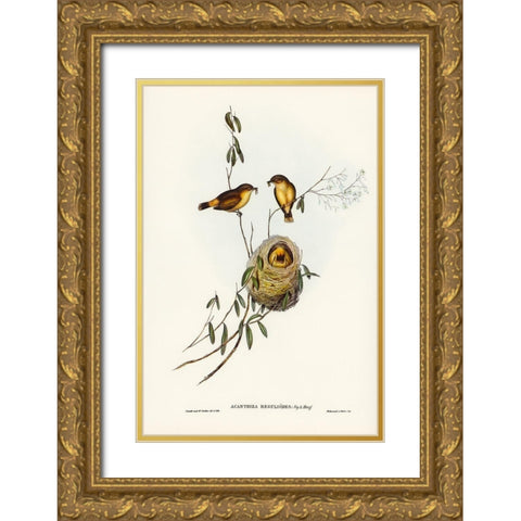 Regulus-like Acanthiza-Acanthiza Reguloides Gold Ornate Wood Framed Art Print with Double Matting by Gould, John