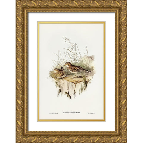 Australian Pipit-Anthus Australis Gold Ornate Wood Framed Art Print with Double Matting by Gould, John
