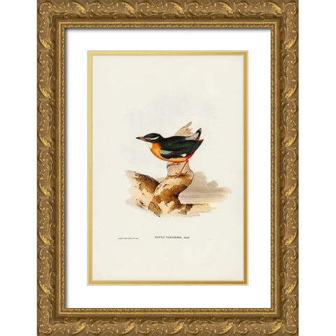 Vigors Pitta-Pitta Vigorsii Gold Ornate Wood Framed Art Print with Double Matting by Gould, John