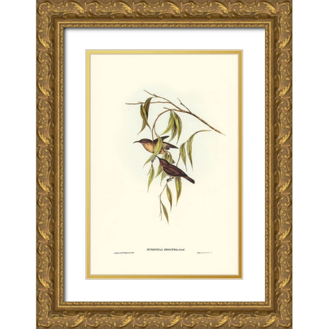 Obscure Honey-eater-Myzomela obscura Gold Ornate Wood Framed Art Print with Double Matting by Gould, John