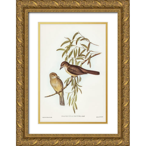 Brown Colluricincla-Colluricincla brunnea Gold Ornate Wood Framed Art Print with Double Matting by Gould, John