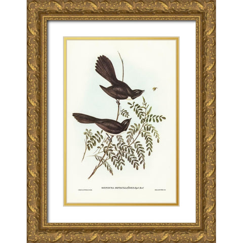 Black Fantailed Flycatcher-Rhipidura Motacilloides Gold Ornate Wood Framed Art Print with Double Matting by Gould, John